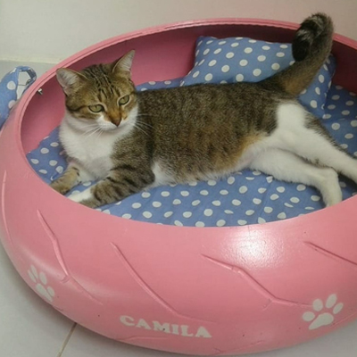 Cat_Beds